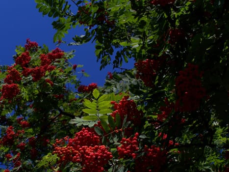 Red berries, sky and leaves.