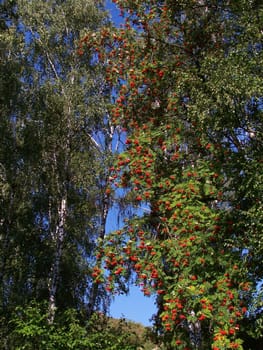 Birch and mountain ash. Summer.