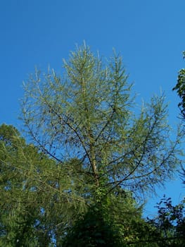 Pine-tree with pine-cons. Sunny day,