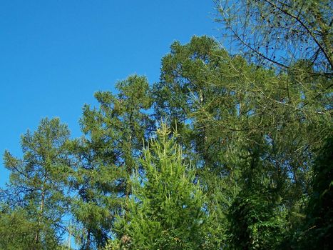 Bright blue sky. Green pines. Summer day.