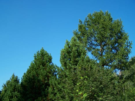 Fresh colors of sky and trees