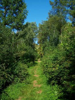 Road in the park. Summertime.