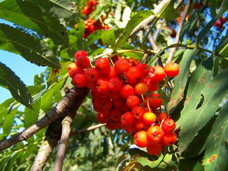 Ripe berries of mountain ash. Macro. Summer.