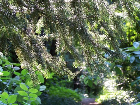 Pine needles shined by sun.  Foliage. Background.