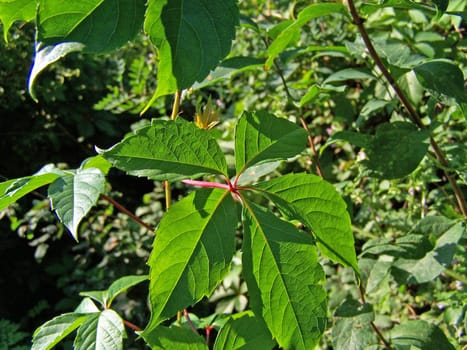 Fresh green leaves. Close up. Background. Sunlight.