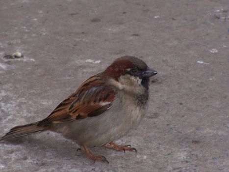 Young  tiny sparrow. Close up. Background. Spring.