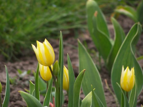 Several yellow tulips. Spring garden.