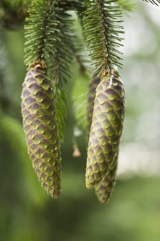 close-up of a two pine cones hanging on a tree