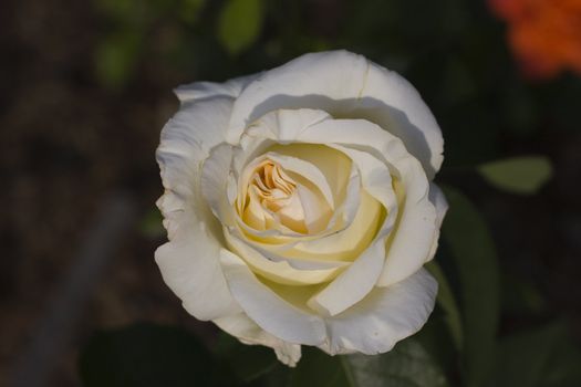 close-up of a beautiful pink rose in a park