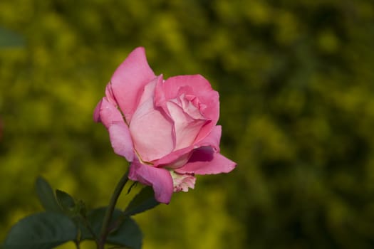 close-up of a beautiful pink rose in a park