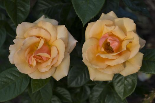 close-up of  two beautiful peach roses