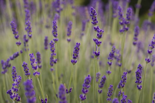 close-up of a field of lavenders flowers
