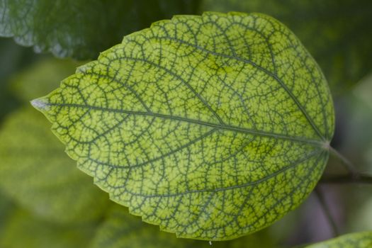 close-up of a green beautiful leaf