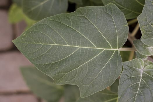 close-up of a green beautiful leaf