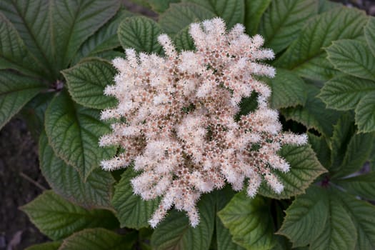 close-up of a white exotic flower