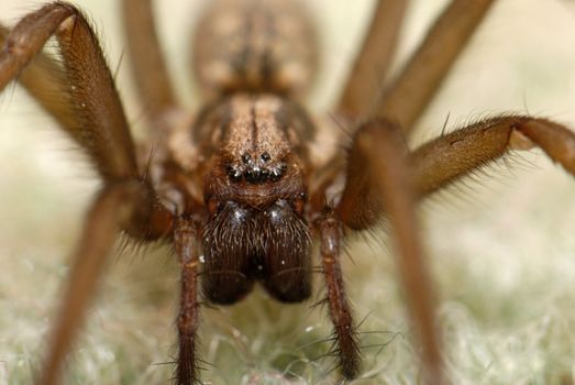 Extreme 2:1 macro of a wolf spider, face on. Depth of field covers the eyes and the pincers.
