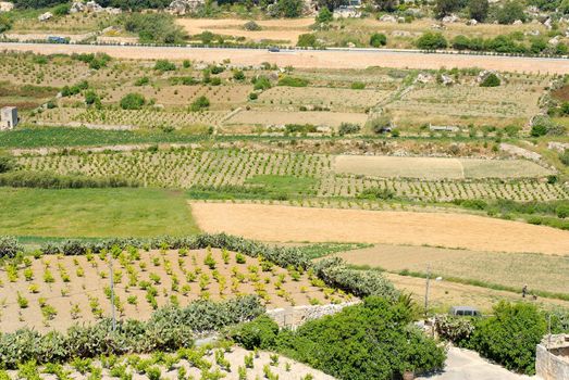 Cultivated field patches on Malta, near Mdina.
