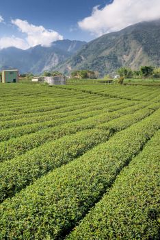 Tea farm with green tree and blue sky in field.