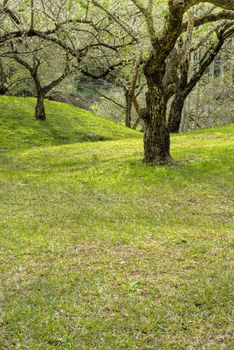Tree of plum blossom on hill of garden.