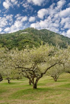 Tree of plum blossom garden under blue sky.