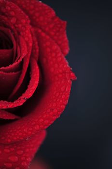 close up on a perfect red rose