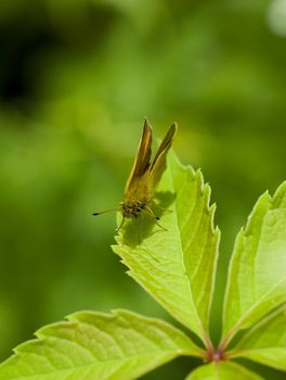 a macro shot of a brown hairy butterfly on a leaf