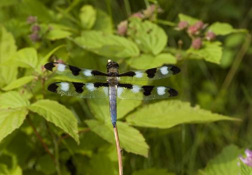 a dragonfly with black and white wings, resting on a branch