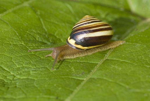 macro shot of a snail crawling on a leaf