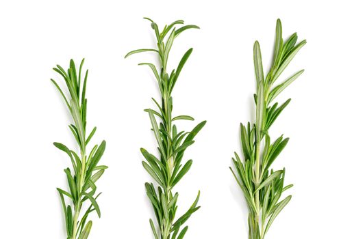 Three fresh rosemary twigs on white background