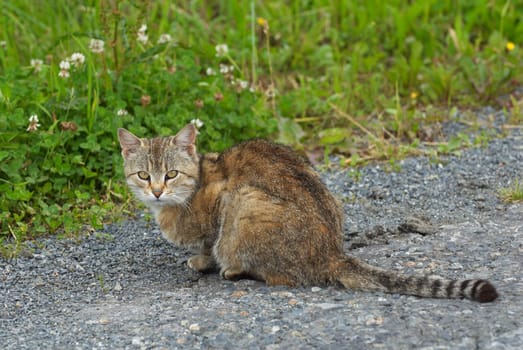 Domestic cat on the asphalted road. A close up