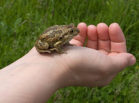 The green frog on hand