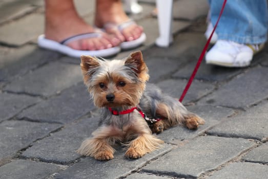 Yorkshire Terrier laying at legs of the mistress