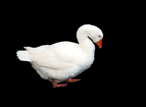 A photograph of a white goose with characteristic neck, beak and web-footed.