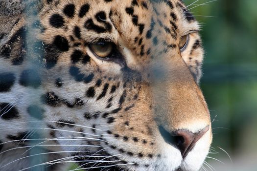 Sad looking face of Cheetah in captivity.