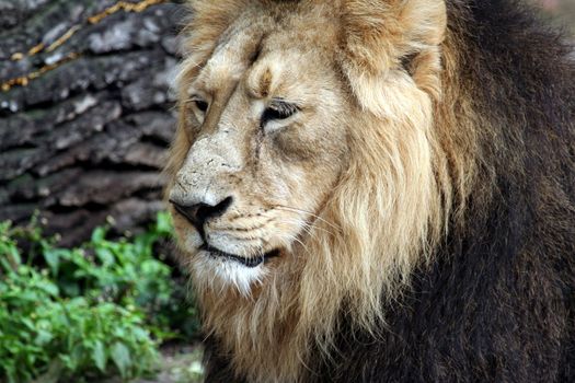 Beautiful portrait of noble male Lion.