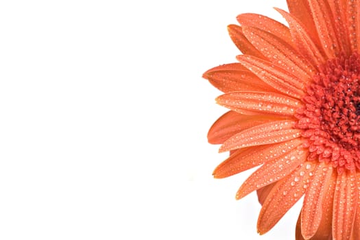 Extreme close-up of a gerber daisy with water drops isolated on white background.