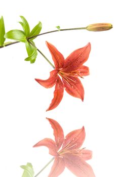 Red Lilly with reflection. Isolated on white background. Studio Shot.