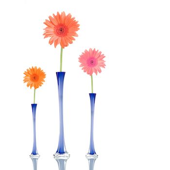 Gerber daisies of different colors in blue jars, isolated on white background.