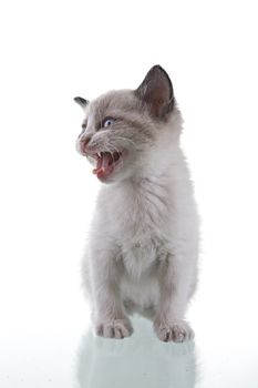 Adorable baby kitten with cute ferocious look isolated on white background.