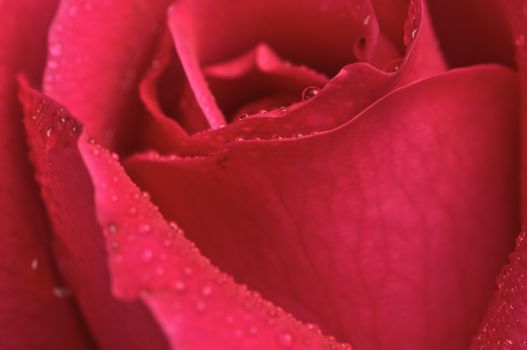 Macro Red Rose Blossom with Water Drops
