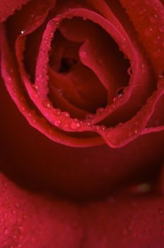 Macro Red Rose Blossom with Water Drops