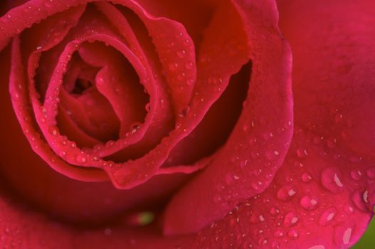 Macro Red Rose Blossom with Water Drops