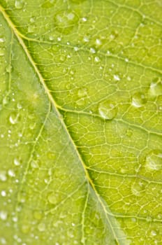 Close Up Leaf & Water Drops with Narrow dof.