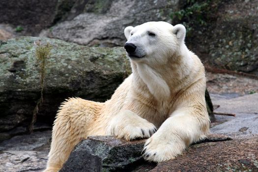 Beautiful Polar Bear sat on rock.