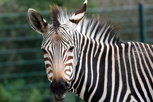 Portrait of a zebra looking at camera.