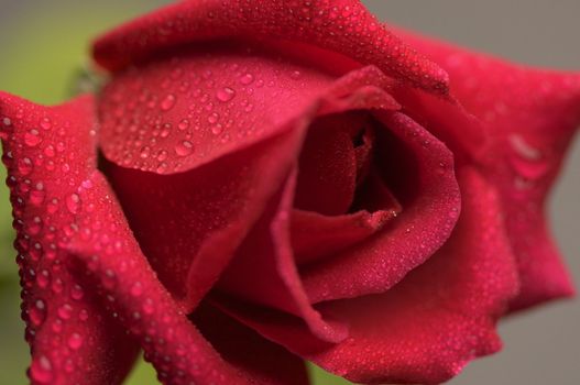 Macro Red Rose Blossom with Water Drops