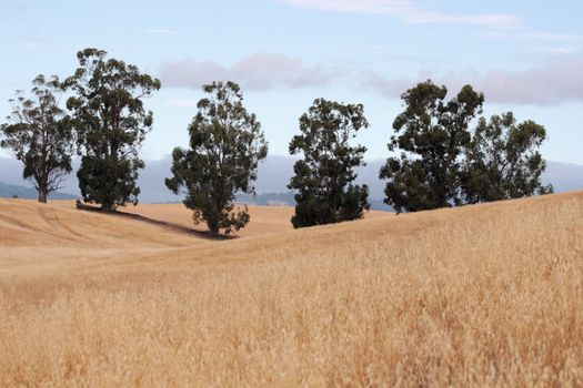 a row of trees in the dry California foothills