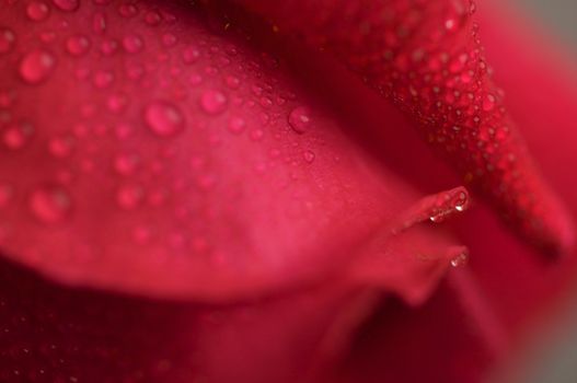 Macro Red Rose Blossom with Water Drops