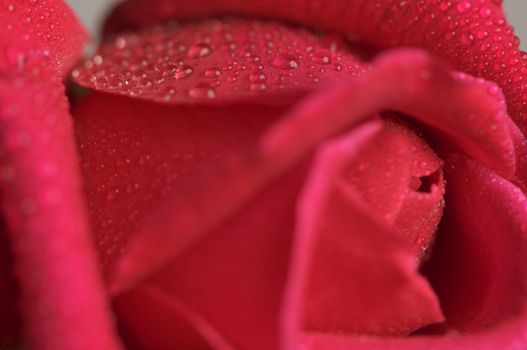 Macro Red Rose Blossom with Water Drops