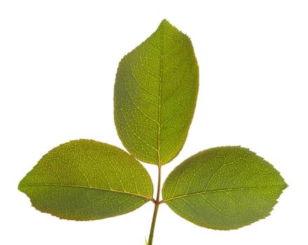 Leaves Macro Isolated on a White Background.